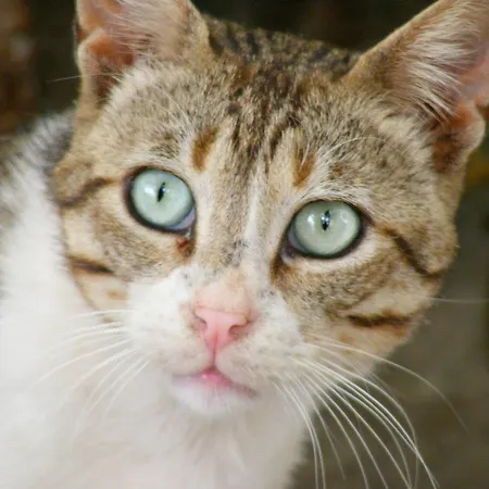 Thea By Kottas 아파트호텔 *