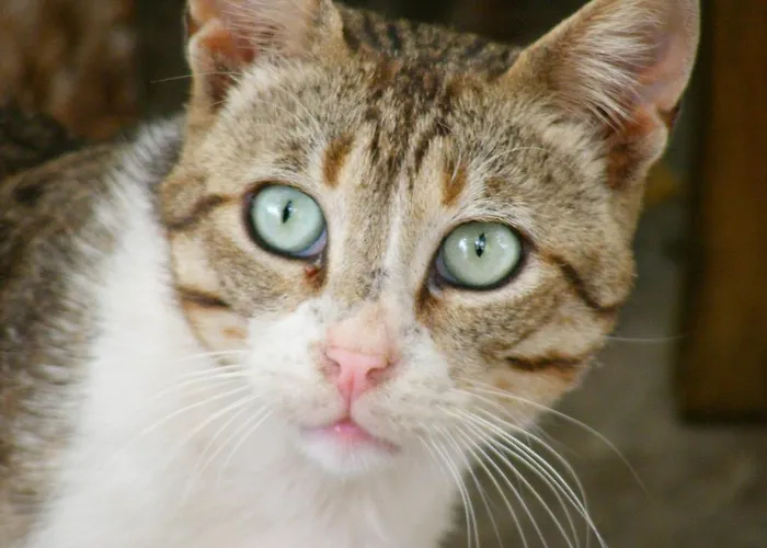 Thea By Kottas Aparthotel *